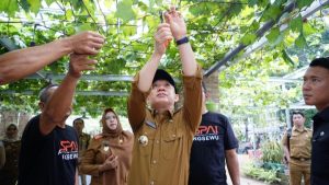 Penjabat Bupati Pringsewu Dr. Marindo Kurniawan, S.T., M.M. Kunjungi Penggiat Budidaya Anggur di Kecamatan Ambarawa