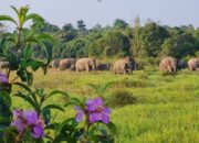 Upaya Penanganan dan Pencegahan Konflik Gajah Taman Nasional Way Kambas