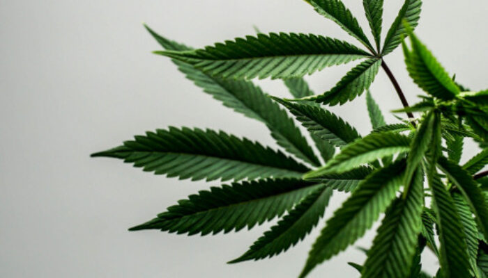 Jemput Bonus Demografi GIAN TOLAK Legalisasi Ganja 