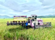 Lanal Lampung Gelar Panen Raya Padi Dukung Ketahanan Pangan Nasional