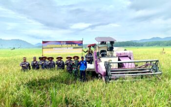 Lanal Lampung Gelar Panen Raya Padi Dukung Ketahanan Pangan Nasional