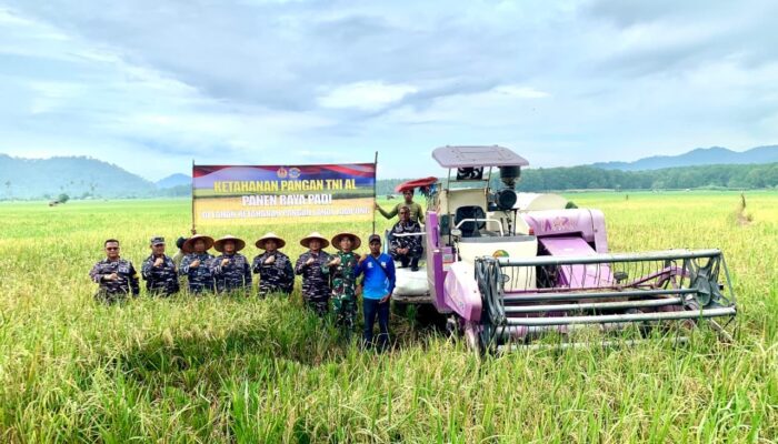 Lanal Lampung Gelar Panen Raya Padi Dukung Ketahanan Pangan Nasional